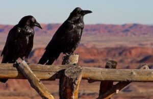 Χωρίς κραυγές τρία ερωτήματα