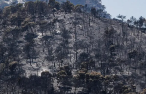 ΣΑΒΕ: επιστολή προς Δήμους Μαντουδίου-Λίμνης-Αγίας Άννας και Ιστιαίας
