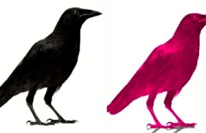 Μετά τα μαύρα εμφανίζονται και τα ροζ κοράκια…