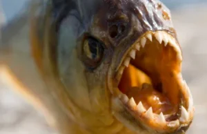 Σαν τα πιράνχας κατασπάραξαν τα «δώρα» Χριστουγέννων