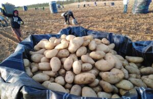 Σταθερά αυξημένες οι εισαγωγές σε φρούτα και λαχανικά