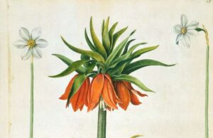 Κουρδική ποίηση: ψυχή της κουρδικής γλώσσας και μήτρα της Αντίστασης