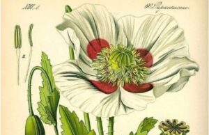 Το αφιόνι της αστικής τάξης