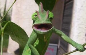 Κεφαλονίτικη καντάδα…