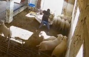 Δυτική Όχθη: Σφαγμένα αρνιά, καμένες ελιές, τρομοκρατία δίχως όριο