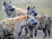 Το Νταβός ως μια κραυγή πολέμου