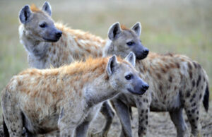Το Νταβός ως μια κραυγή πολέμου
